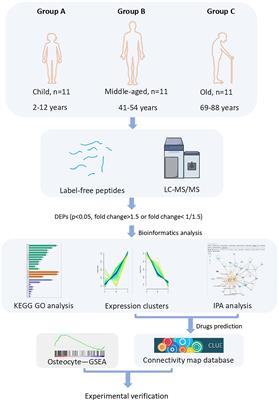 Inflammation produced by senescent osteocytes mediates age-related bone loss